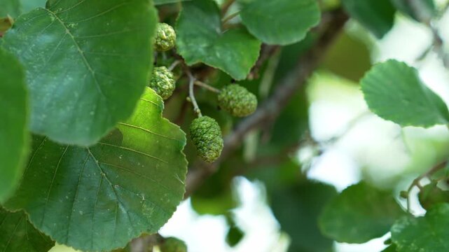 Green immature cones on a branch of an Alnus glutinosa tree close-up