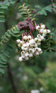 Beeren der wei&szlig;fruchtigen Eberesche, wei&szlig;e Eberesche, Sorbus koehneana