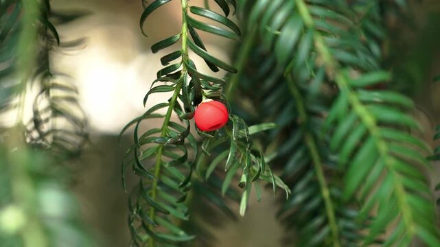 Ripe red seed cone berry growing on an English yew (Taxus baccata) evergreen coniferous branch