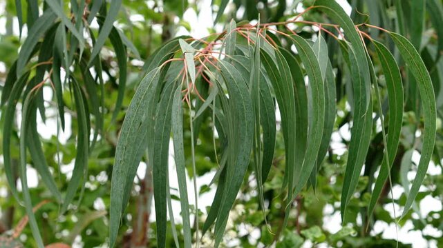 Lush green foliage on a branch of a Eucalyptus globulus tree close-up