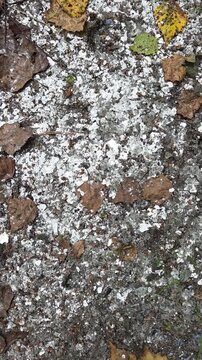 Top down move over ground densely covered with crushed white mica flakes and a few fallen leaves, the sparkling waste rock of an abandoned mica mine in the forest.