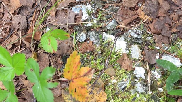 Camera pans across a mossy forest floor with wild strawberry leaves, a bright orange maple leaf and chunks of silvery mica rock at an overgrown abandoned mica mine.