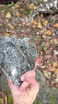 Hand holds up and slowly turns elongated pieces of dark mica schist with silvery shining layers over a forest floor thick with fallen autumn leaves at an old mica mine.