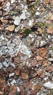 Top down camera pan over forest ground scattered with shiny white mica flakes, fallen brown autumn leaves, grass and clover at an abandoned mica mine site.