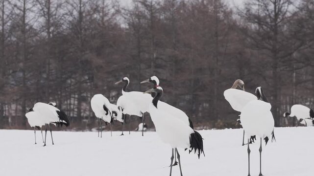 北海道 冬のタンチョウたち