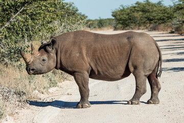 Black rhinoceros standing on a dirt road in Etosha National Park © EDER