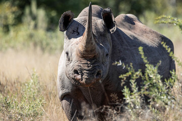 Black rhinoceros wildlife standing in Namibia safari reserve © EDER