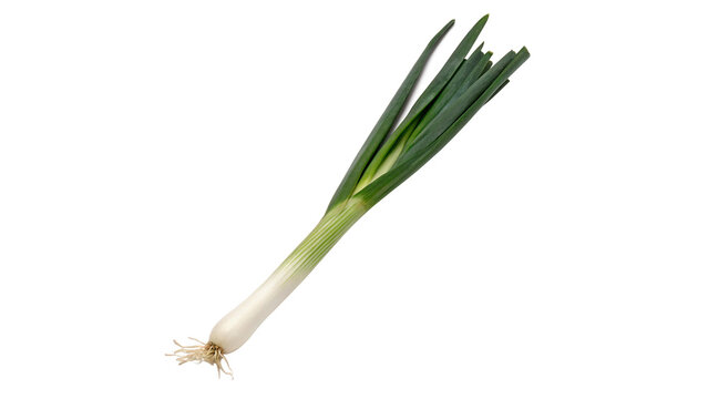 Fresh green organic spring scallion leek isolated on transparent background