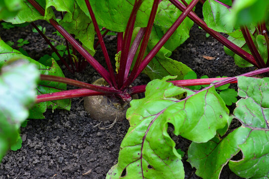 Beet Plant Growing in Garden Soil, high angle view, Beta vulgaris, close up