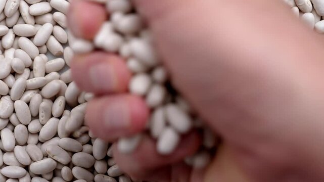 Human hand taking a handful of raw white navy beans from a heap. Close-up of natural organic uncooked legume ingredient