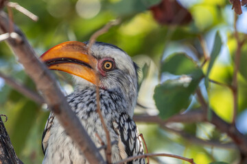 Southern yellow-billed hornbill bird observing from tree branch © EDER