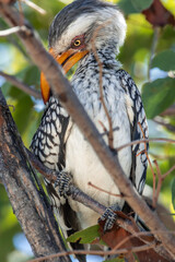 vertical Yellow-billed hornbill perching on branch in Namibia © EDER