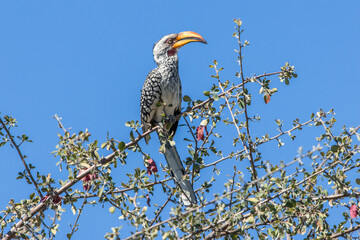 Southern yellow-billed hornbill perching in a tree © EDER