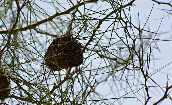 Group of weaver bird nests hanging on green tree branches against clear sky in nature