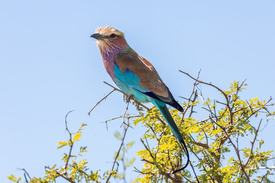 Lilac-breasted roller perching in acacia tree in Namibia