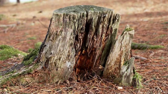 Old rotting pine stump with moss on a needle covered forest floor close up