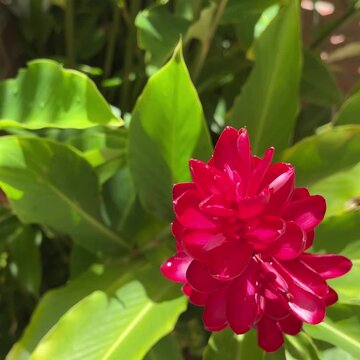 Vibrant red tropical flower blooming among green leaves