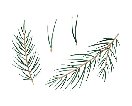 Watercolor Spruce branch, Christmas pine twig, evergreen tree, fir needles, cedar winter plants, New Year wood, holiday decoration. Hand drawn illustration for greeting card, souvenirs, poster