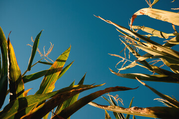 Fototapeta premium Low angle view of tall green corn plants and golden tassels illuminated by warm summer sunlight against deep blue sky. Agricultural field, maize cultivation and farming concept.
