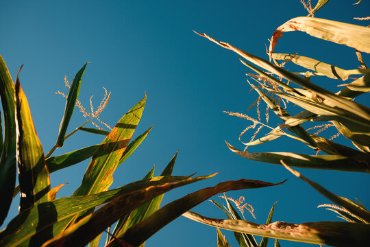 Low angle view of tall green corn plants and golden tassels illuminated by warm summer sunlight against deep blue sky. Agricultural field, maize cultivation and farming concept.