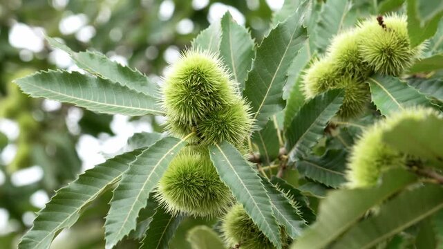 Young green burs of sweet chestnut (Castanea sativa) growing among long serrated leaves on a woodland branch. Fresh spiny fruits