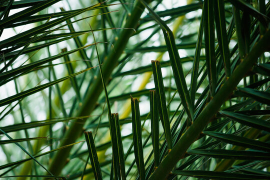 Dense foliage of a Canary Island date palm, Phoenix canariensis, with overlapping green fronds and trimmed leaf stems. Exotic plant, Mediterranean garden and subtropical landscape concept.