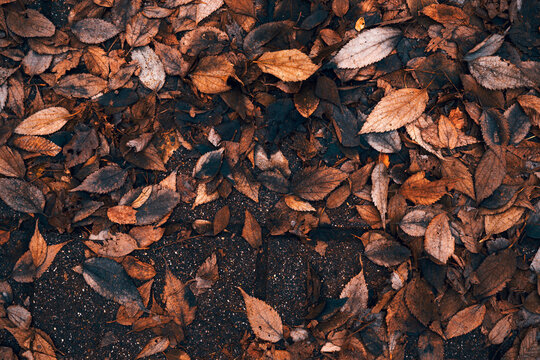 Texture of scattered dry brown autumn leaves covering dark wet pavement after rain. Rich earthy tones and natural details perfect for fall season and melancholy mood