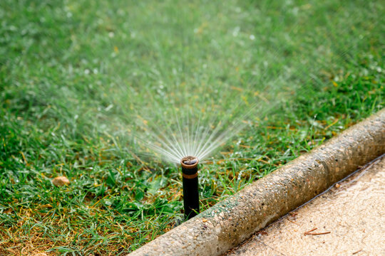 Close-up of a lawn sprinkler spraying fine streams of water across green grass beside a concrete curb. Irrigation, water management, gardening and drought prevention concept.