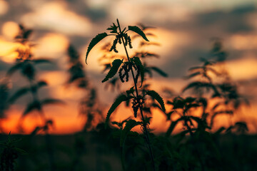 Fototapeta premium Common nettles backlit by a colorful evening sky with dramatic clouds. Rural scenery, summer sunset and natural environment theme.