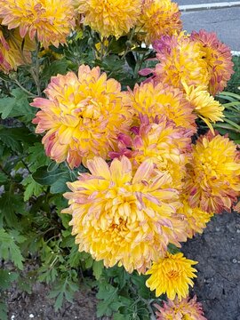 Cluster of beautiful yellow chrysanthemums with reddish purple petal tips in full bloom growing in an autumn garden. 