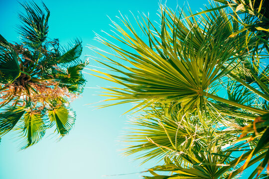 Sunlit palm fronds frame a clear blue sky, evoking tropical warmth, relaxation and summer travel vibes.