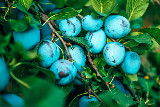 Abundant clusters of ripe blue plums with natural bloom hanging on leafy tree branches in an orchard.