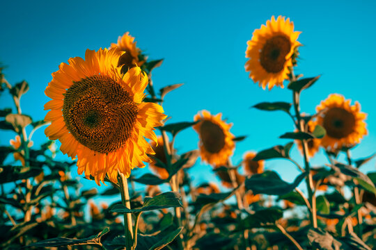 Ripening sunflower flower heads growing in a cultivated field during summer. Agricultural production, healthy crops and harvest season concept.