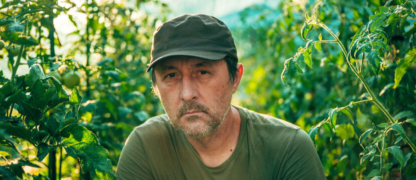 Thoughtful farmer standing healthy tomato plants inside greenhouse, evaluating crop development. Agriculture, decision-making and greenhouse farming concept.