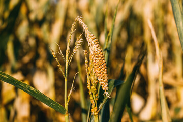 Fototapeta premium Underdeveloped corn ear on drought-stressed maize plant during hot summer. Crop damage caused by water scarcity, agricultural drought and climate stress concept.