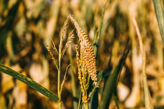 Underdeveloped corn ear on drought-stressed maize plant during hot summer. Crop damage caused by water scarcity, agricultural drought and climate stress concept.