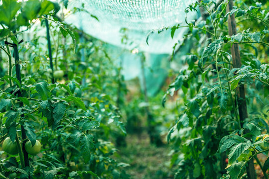 Rows of unripe tomato plants growing inside commercial greenhouse with warm sunlight filtering through foliage. Greenhouse farming, horticulture and sustainable food production.
