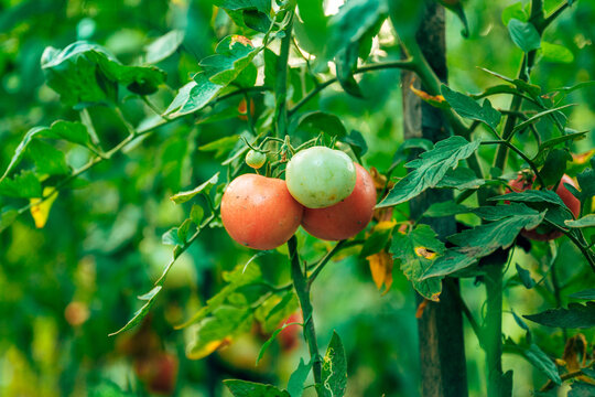 Tomatoes showing different stages of ripening on a vine in an organic garden. Concept of agricultural growth, natural food production, harvesting, and home gardening.