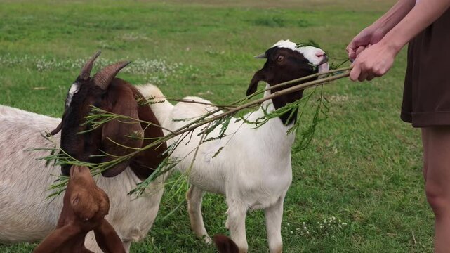 Hand feeding fresh green leaves to hungry Boer goats eating from a leafy branch on a grass pasture at an animal farm