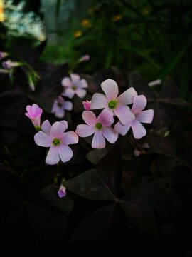 Close-up of delicate pale pink flowers of Oxalis triangularis blooming among deep purple shamrock foliage in a garden. 