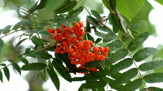 European rowan berries and green leaves on a tree branch. Sorbus aucuparia fruits close up