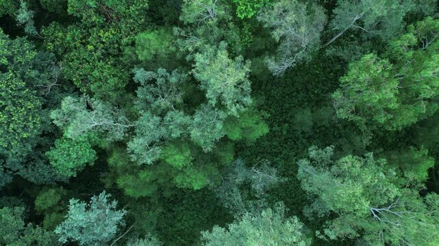 Top down aerial view of dense forest tree canopy, direct overhead drone footage