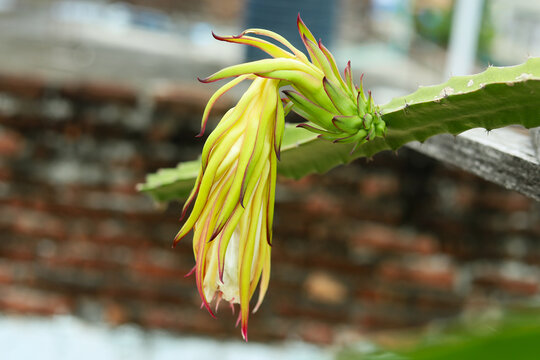 Flower and fruit of dragon fruit, Cactus plant cultivated on a rooftop garden