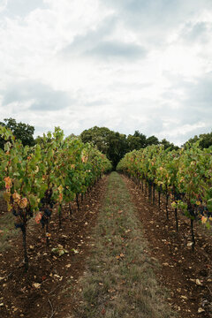 Vines Heavy With Grapes Await Harvest on a Cloudy Autumn Day