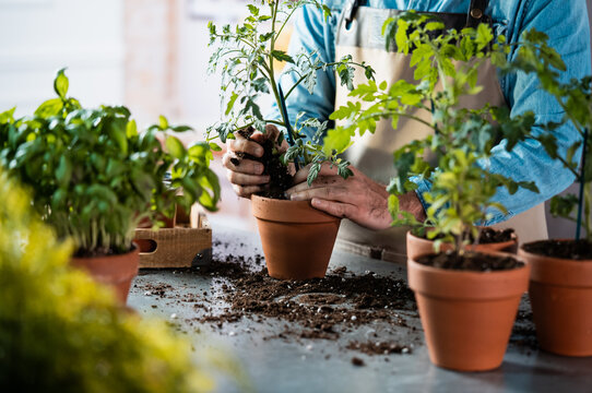 Hands potting tomato plant in terracotta pot