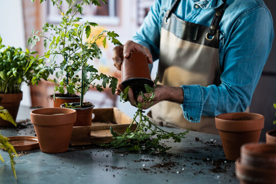 Man repotting young plant into new pot
