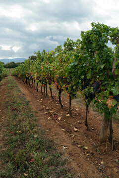 Vineyard Rows Filled With Ripe Grapes on a Cloudy Day in Fall