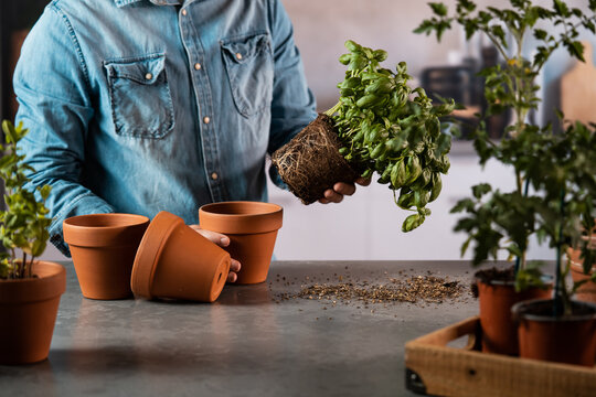 Man replanting basil herb removing from pot