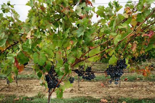 Vibrant Grape Vines Basking Under the Cloudy Autumn Sky