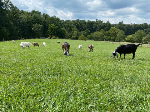 Goats grazing on a hill. Nubian, Saanen and Toggenburg dairy goats were bred for dairy production by Lillian Sandburg. Lineage cared for by Carl Sandburg Home National Historic Site. 